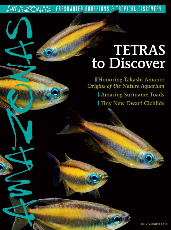 Amazonas Vol 5.4 2016: TETRAS to Discover