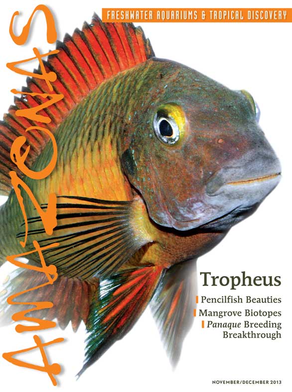 Vol 2.6 2013: Tropheus