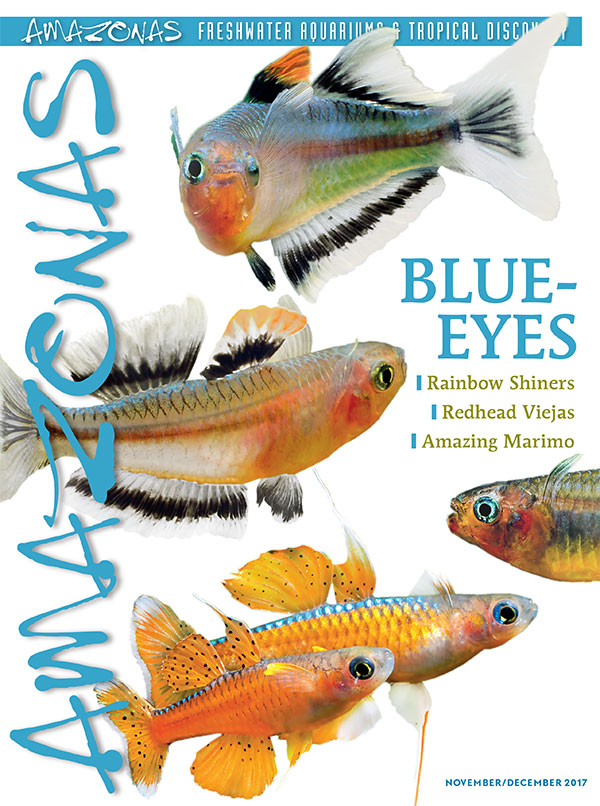 Amazonas Vol 6.6 2017: Blue-Eyes