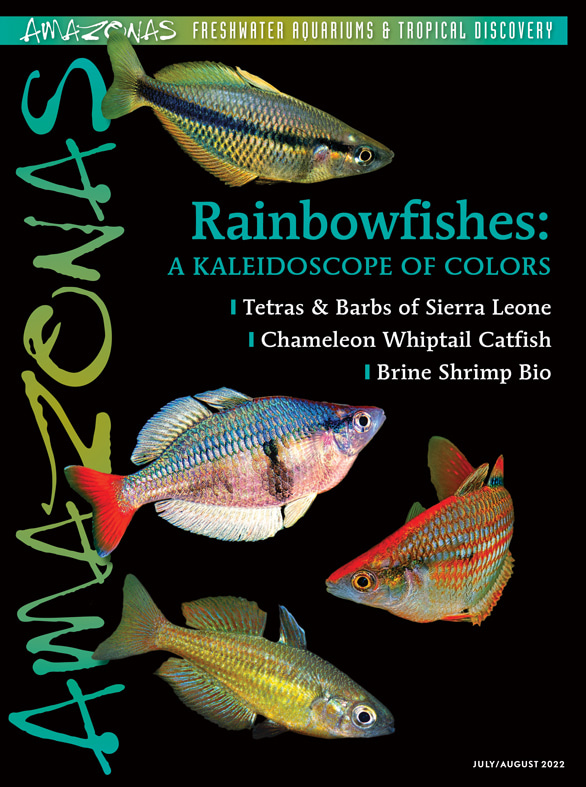 Amazonas Vol 11.4 2022: Rainbowfishes