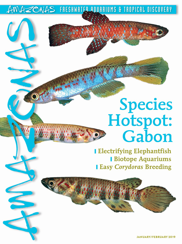 Amazonas Vol 8.1 2019 – Species Hotspot: Gabon