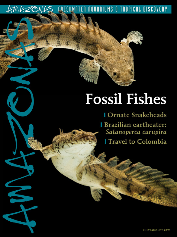 Amazonas Vol 10.4 2021: Fossil Fishes