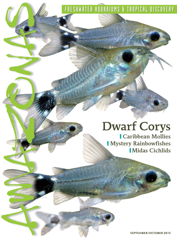 Vol 2.5 2013: Dwarf Corys