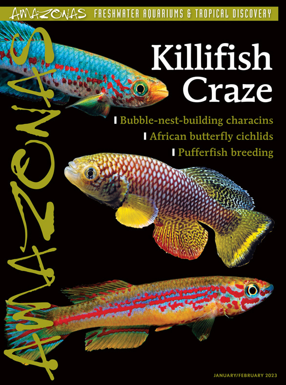 Amazonas Vol 12.1 2023: Killifish Craze