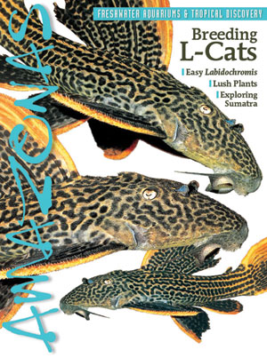 Amazonas Vol 1.1 2012: Breeding L-Cats