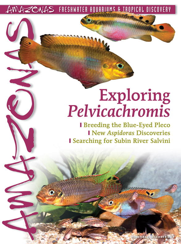 Vol 8.6 2019: Exploring Pelvicachromis