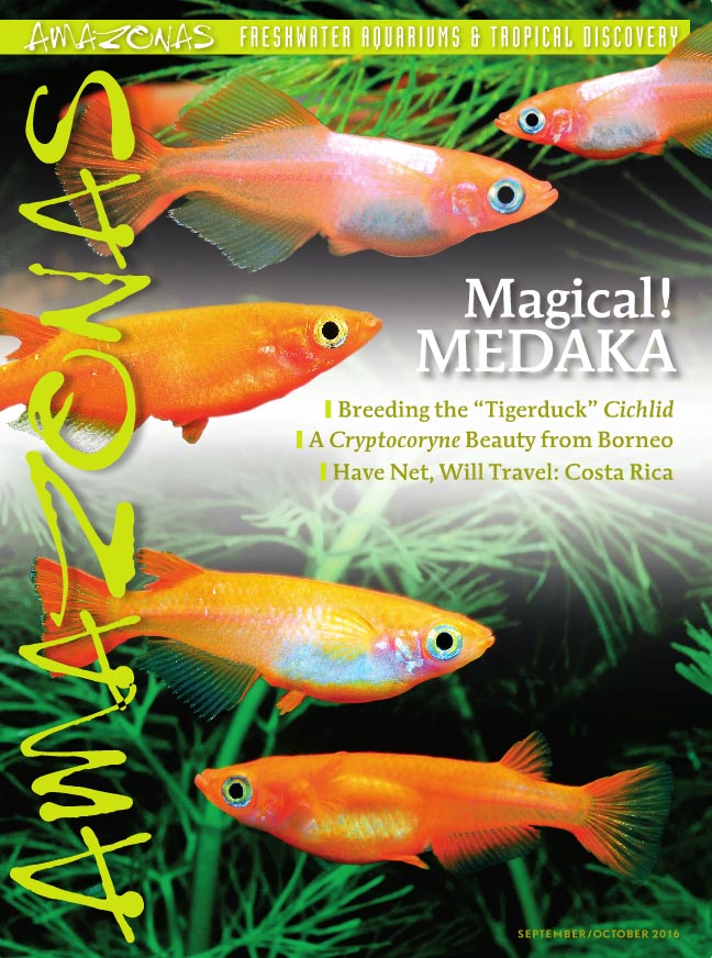 Vol 5.5 2016: Magical! MEDAKA