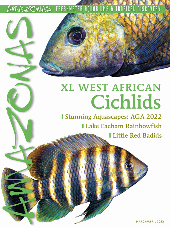 아마조나스 Vol 12.2 2023: XL West African Cichlids